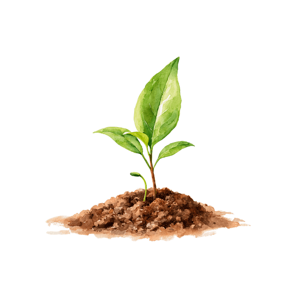 Illustration : une jeune pousse dans la terre